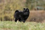 SCHIPPERKE 794